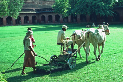 MOWING THE LAWN IN AGRA
