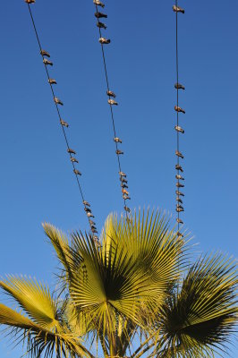 BIRDS ON A WIRE 6