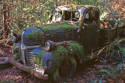 MOSS COVERED 1947 DODGE TRUCK