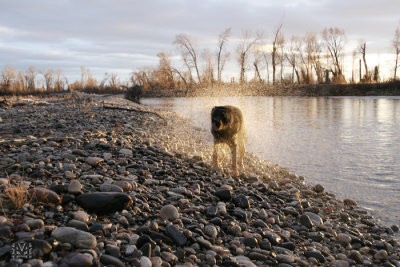 Ziek the Wonder Dog