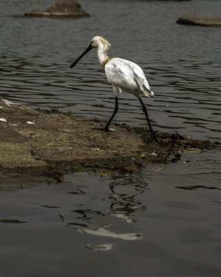 Eurasian spoonbill1.jpg