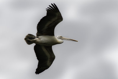 spot billed pelican in flight.jpg