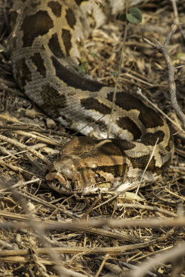 Indian rock boa.jpg