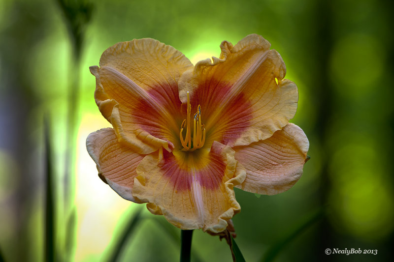 Day Lily May 28