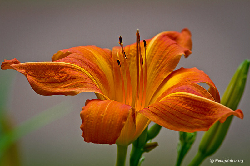 Day Lily May 29