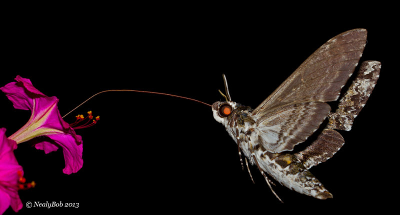 Hummingbird Moth