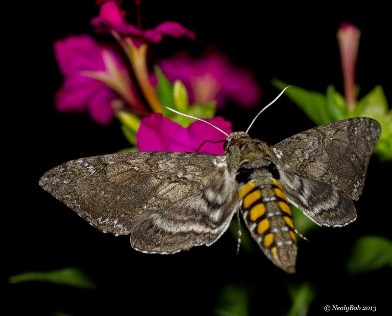 Hummingbird Moth
