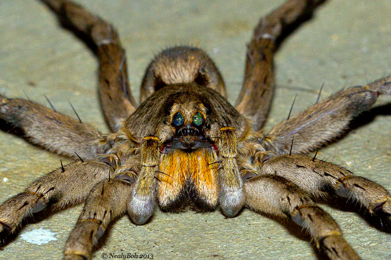 Wolf Spider October 3