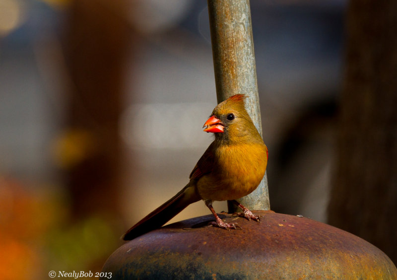 Cardinal December 7