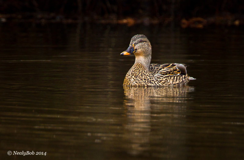 Duck January 17