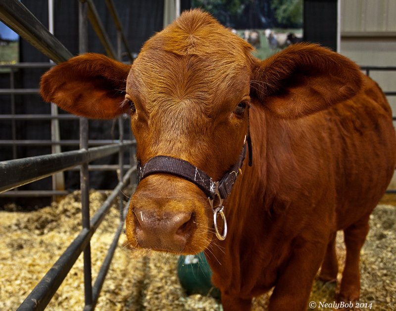 Bovine Beauty January 19