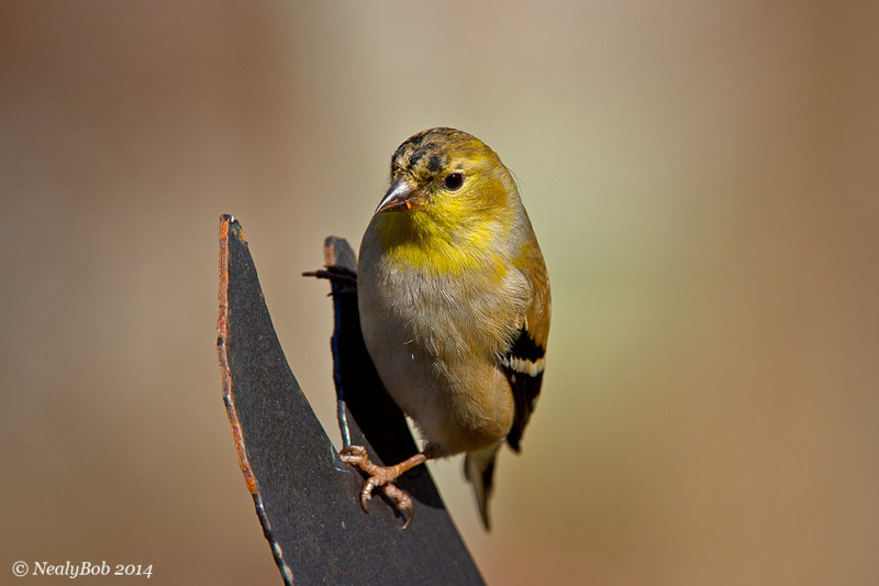 Gold Finch January 27