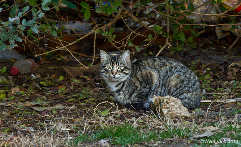 WildCat 