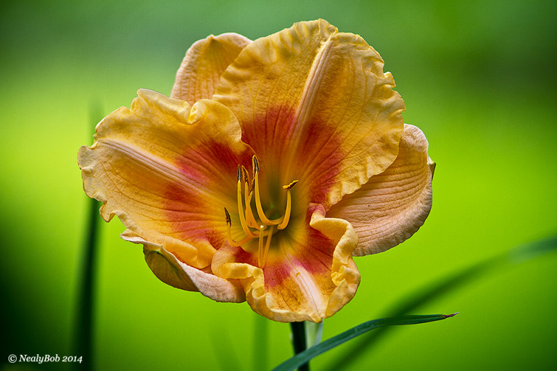 Day Lily June 2