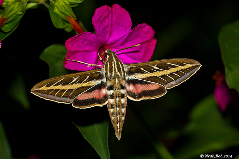White Lined Sphinx HummingBird Moth July 23