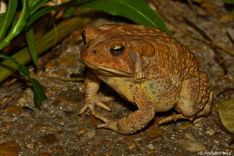 Toad July 26