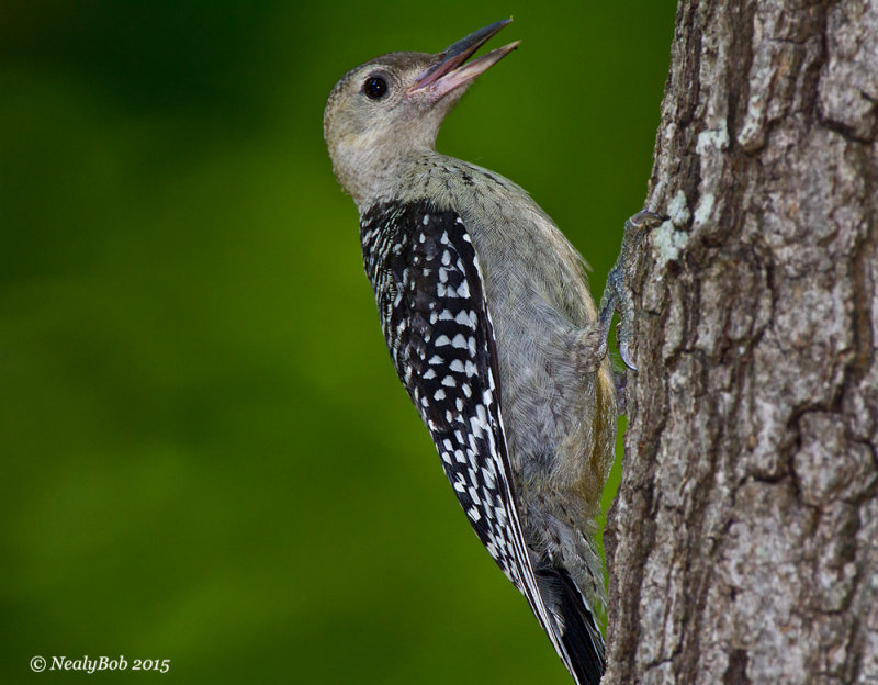 Red Bellied Wood Pecker