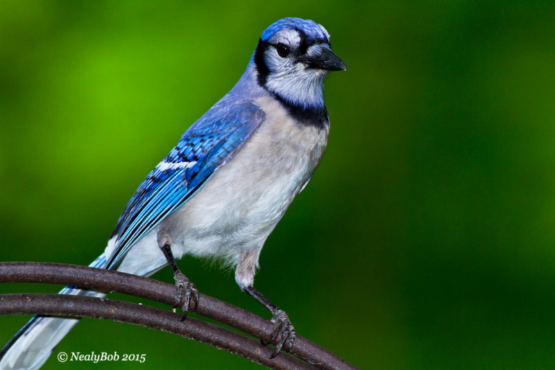 BlueJay