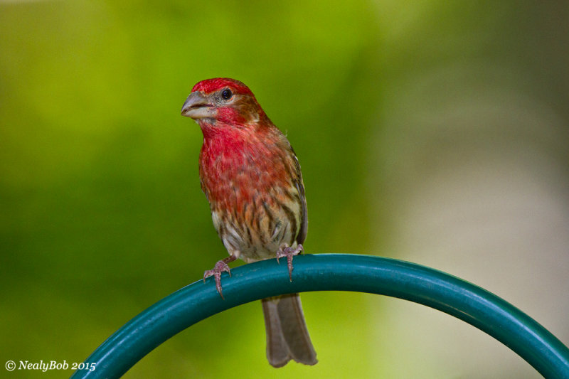 House Finch June 7