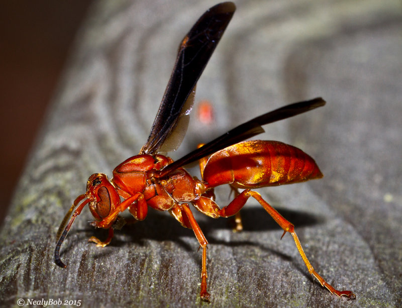 Red Wasp June 8