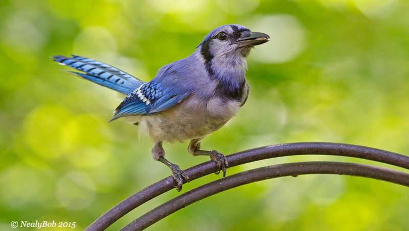 BlueJay June 18