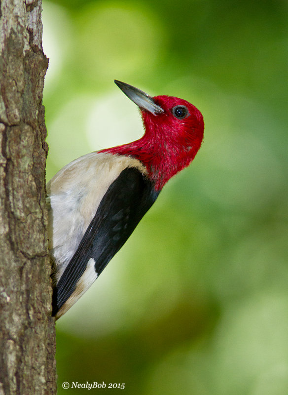 Red Headed Woodpecker June 19