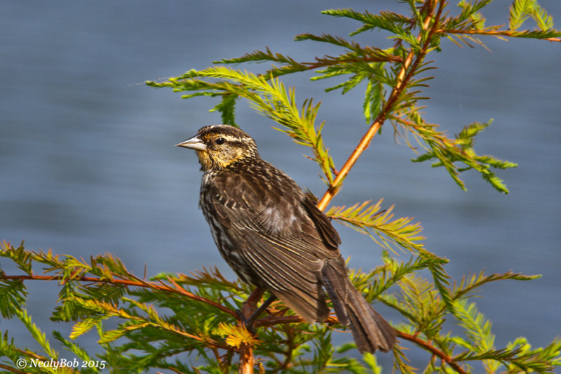 Red Winged Blackbird June 23