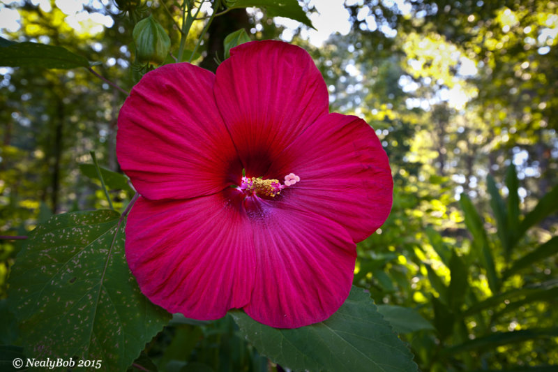 Hibiscus June 28