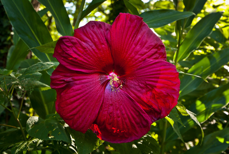 Rose Mallow July 20