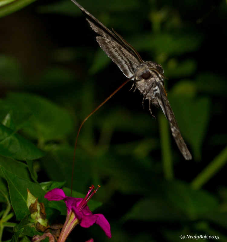 Hummingbird Moth 