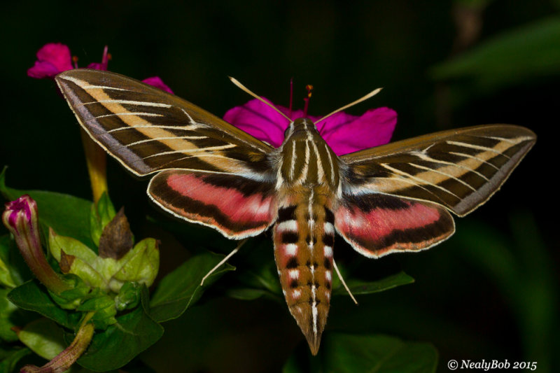 White Lined Sphinx Humming Bird Moth August 1