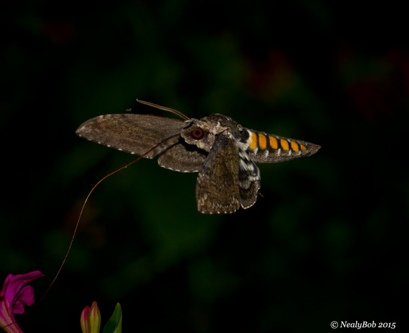 Hummingbird Moth 