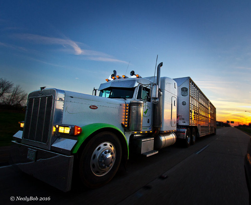 Cow Hauler