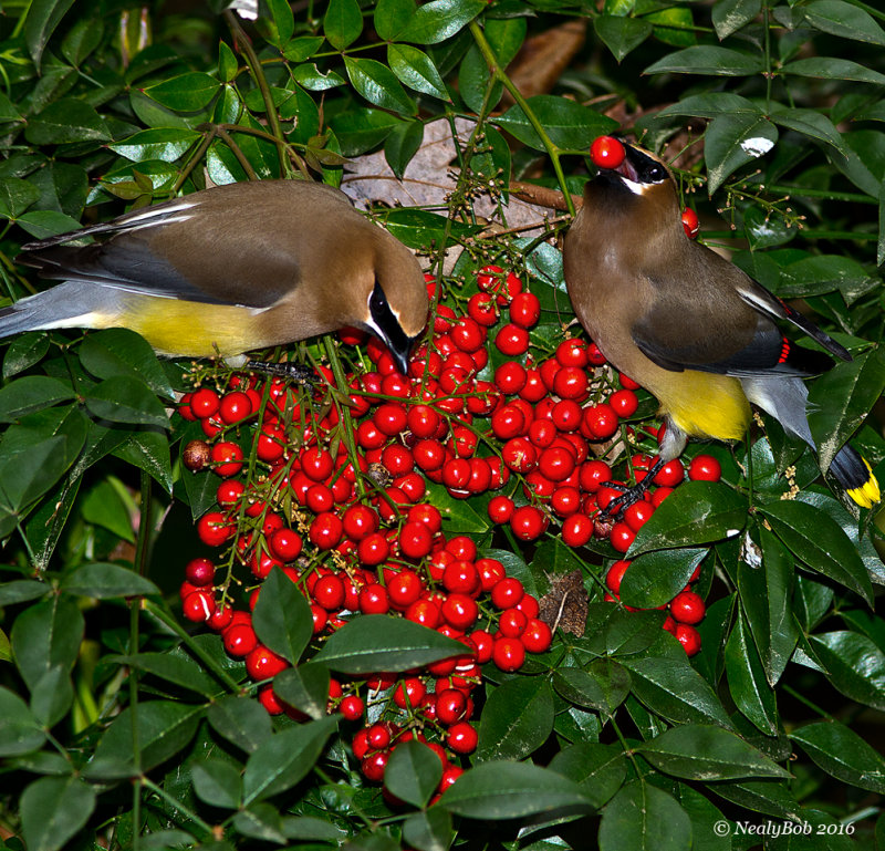 Cedar Waxwings March 28