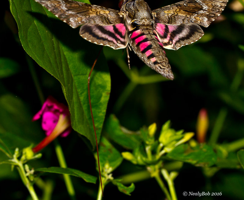Pink Spotted Hawk Moth