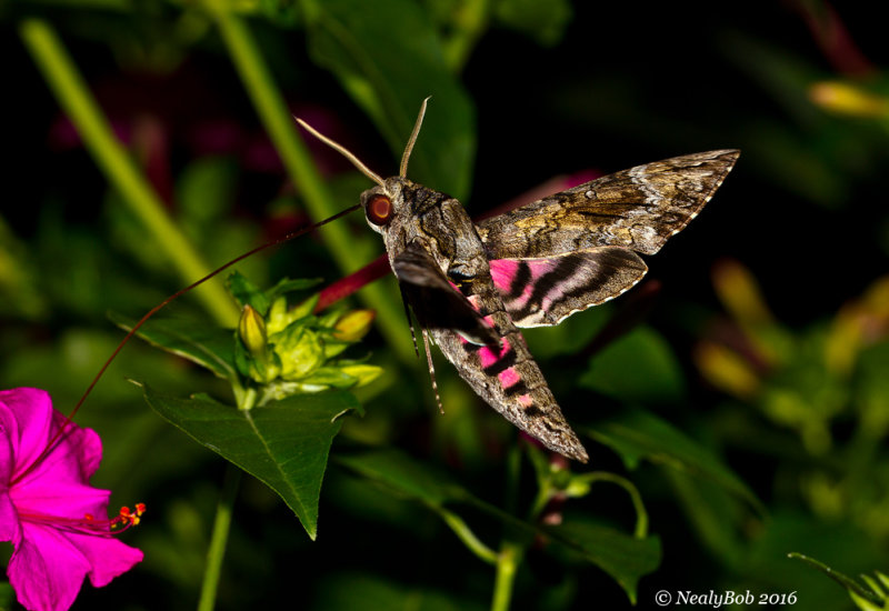 Pink Spotted Hawk Moth