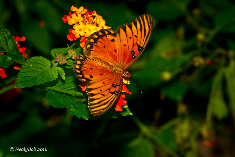 Gulf Fritillary September 5