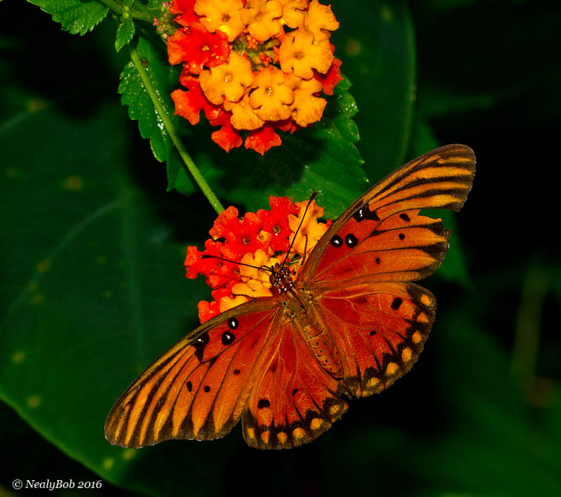 Gulf Fritillary September 9