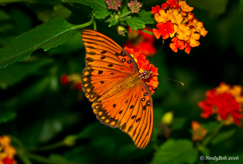 Gulf Fritillary September 13