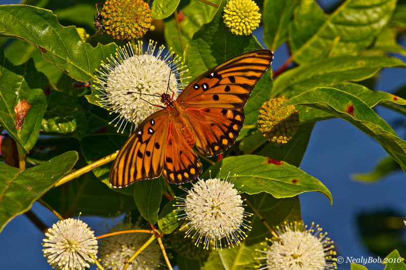 Gulf Fritillary September 22
