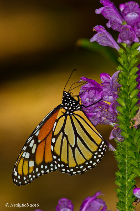 Monarch October 1