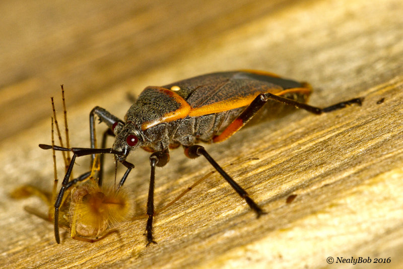 Bug Close-UP October 6