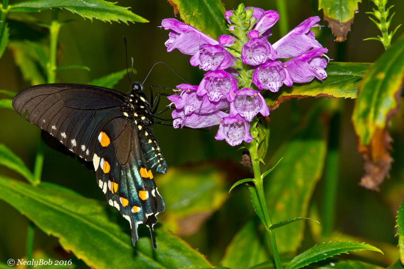 Pipevine Swallowtail