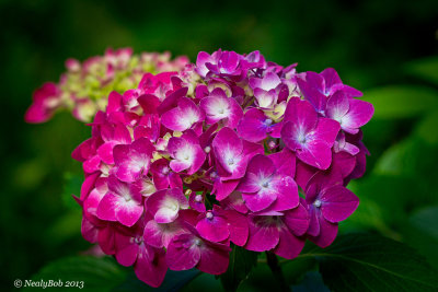 Hydrangea 