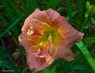 Day Lily May 27