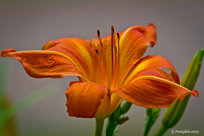 Day Lily May 29