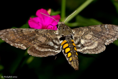 Hummingbird Moth