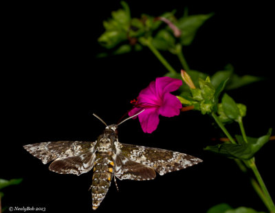 Hummingbird Moth