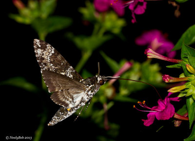 Hummingbird Moth