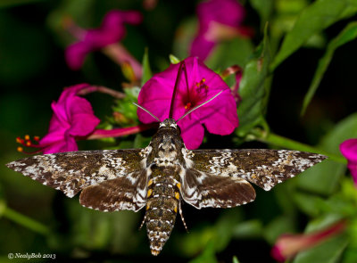 Hummingbird Moth